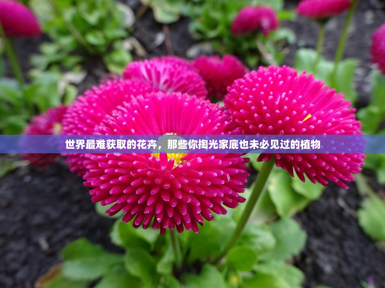 世界最难获取的花卉，那些你掏光家底也未必见过的植物