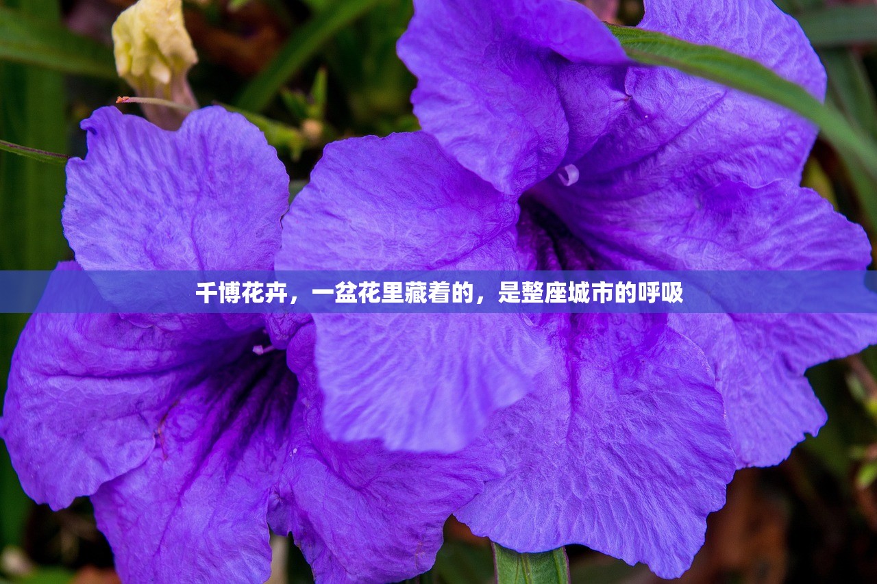 千博花卉，一盆花里藏着的，是整座城市的呼吸