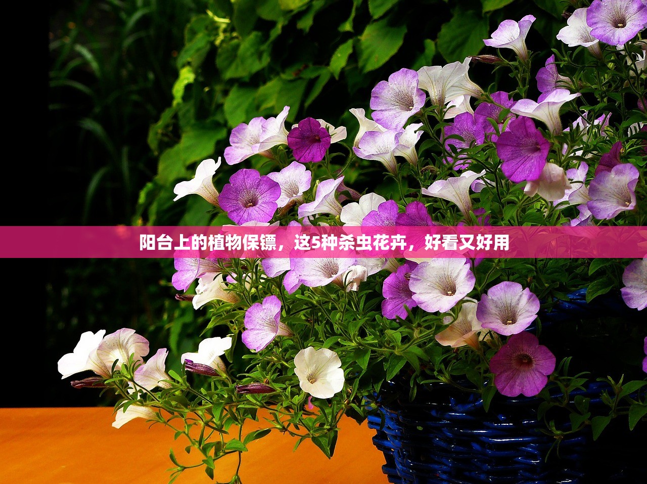 阳台上的植物保镖，这5种杀虫花卉，好看又好用