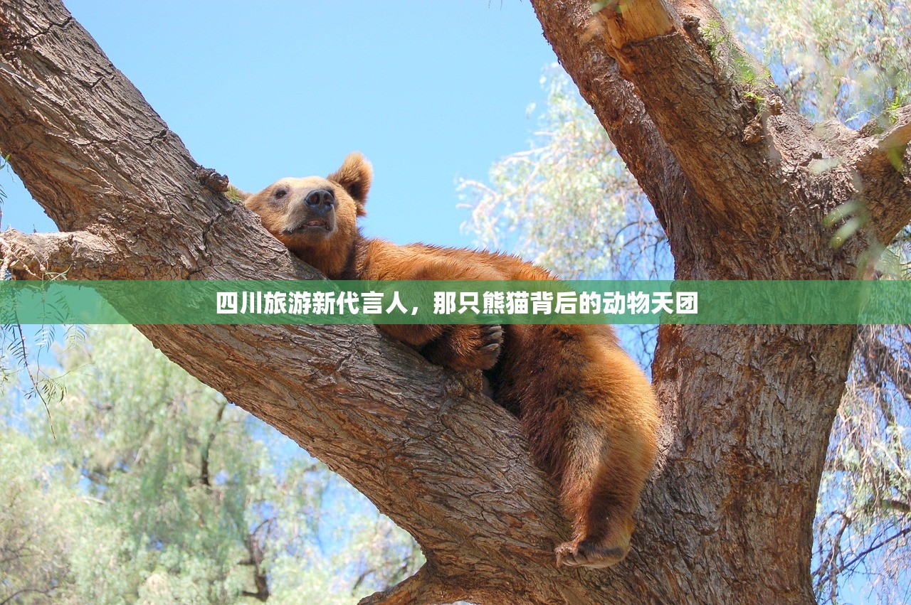 四川旅游新代言人，那只熊猫背后的动物天团