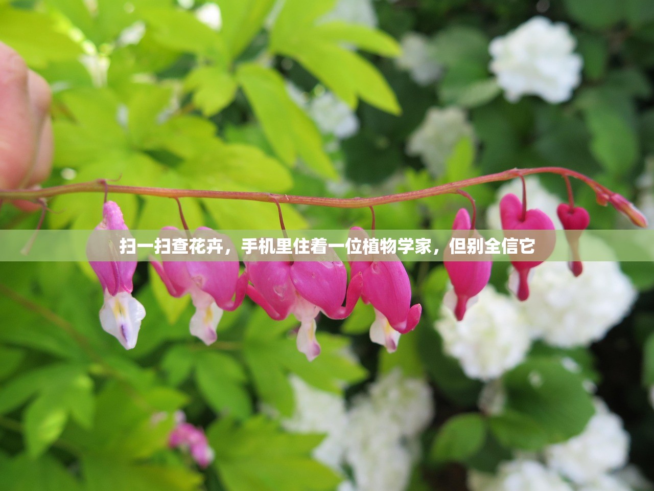 扫一扫查花卉，手机里住着一位植物学家，但别全信它